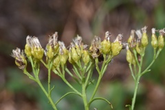 Solidago nitida