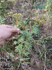 Solidago nitida