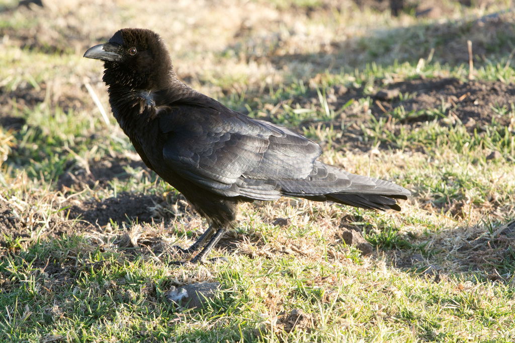 Somali Crow photo