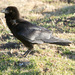 Somali Crow - Photo (c) Sergey Yeliseev, some rights reserved (CC BY-NC-ND)