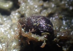 Potamopyrgus estuarinus