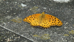 Argynnis hyperbius