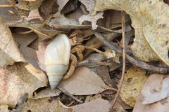 Coenobita variabilis