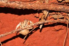 Coenobita variabilis