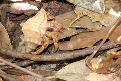 Coenobita variabilis