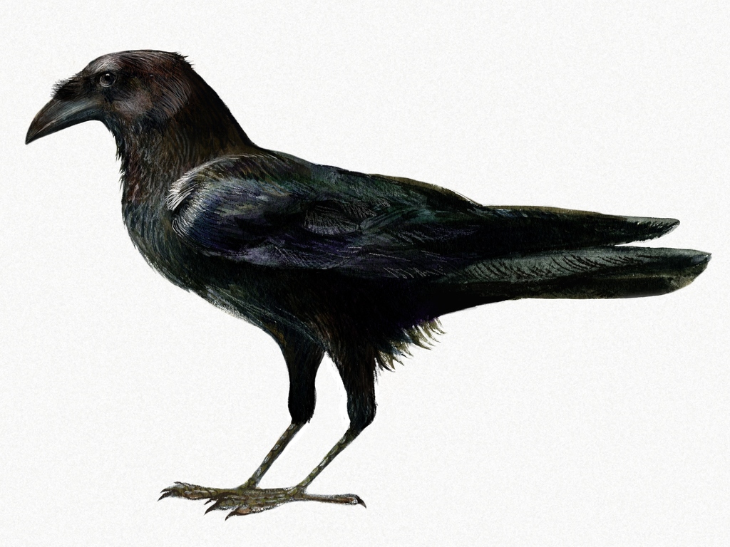 Somali Crow