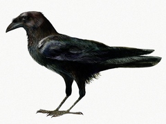 Somali Crow photo 1