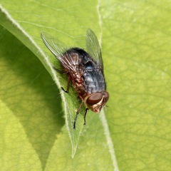 Calliphora dubia