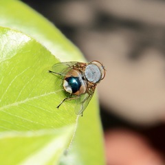 Calliphora dubia