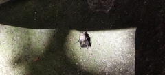 Diptera