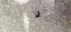 Diptera