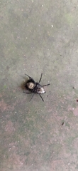 Diptera