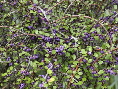 Myrsine divaricata A.Cunn.