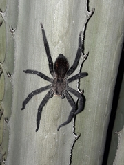 Cupiennius chiapanensis