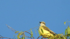 Tyrannus melancholicus