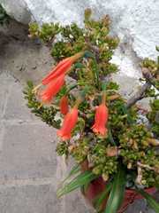 Stenomesson miniatum