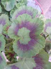 Pelargonium