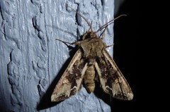 Ichneutica insignis