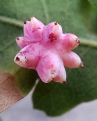 Cynips quercusechinus