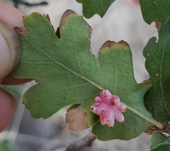 Cynips quercusechinus