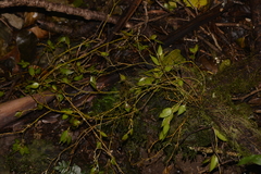 Dendrobium pugioniforme