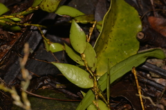 Dendrobium pugioniforme