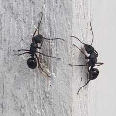 Polyrhachis lydiae