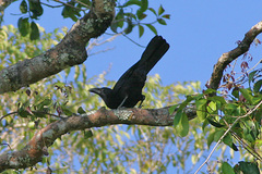 Flores Crow photo 2
