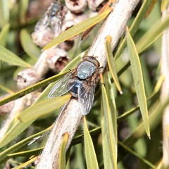 Calliphora dubia