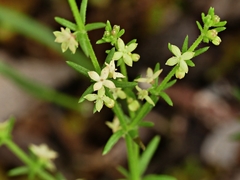 Galium gaudichaudii