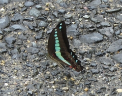Graphium sarpedon nipponum