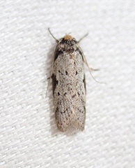 Philobota transversella