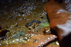 Desmognathus santeetlah