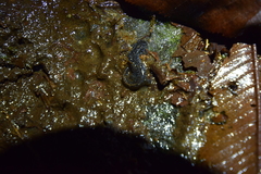 Desmognathus santeetlah