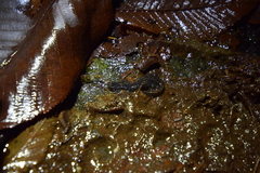 Desmognathus santeetlah