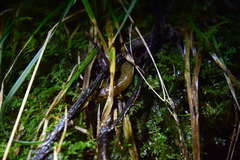 Desmognathus santeetlah