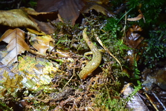 Desmognathus santeetlah