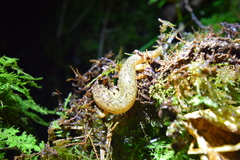 Desmognathus santeetlah