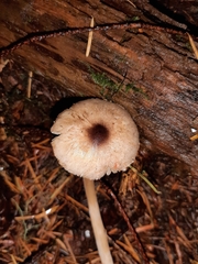 Lepiota castanescens