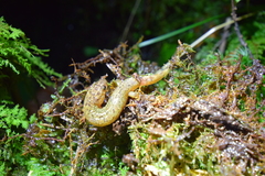 Desmognathus santeetlah