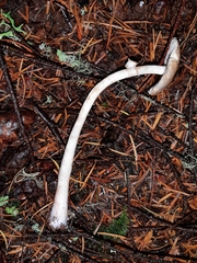 Lepiota castanescens