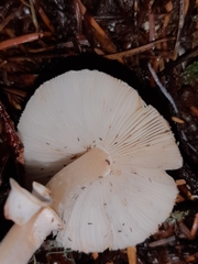 Lepiota castanescens