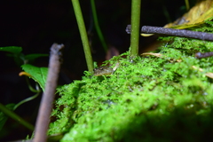 Desmognathus santeetlah