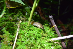 Desmognathus santeetlah