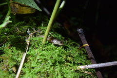 Desmognathus santeetlah