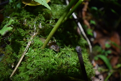 Desmognathus santeetlah