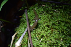 Desmognathus santeetlah