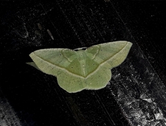 Dichorda illustraria