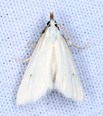Leptosteges vestaliella