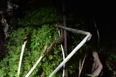 Desmognathus santeetlah